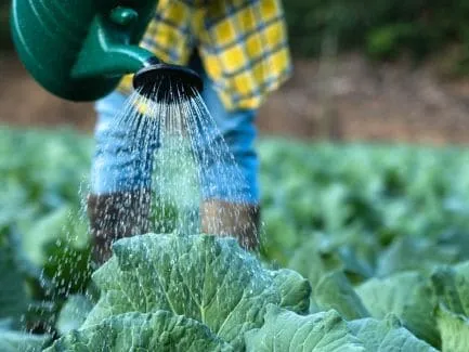 Agrochemicals