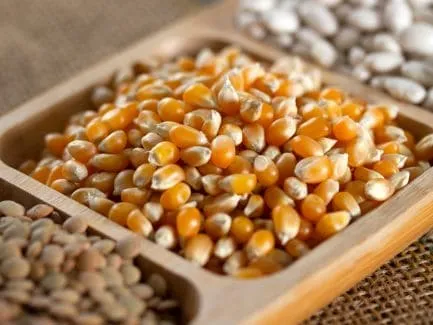 Seeds