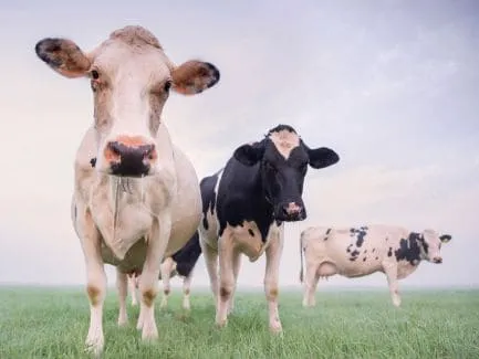 Veterinary Products & Animal Health