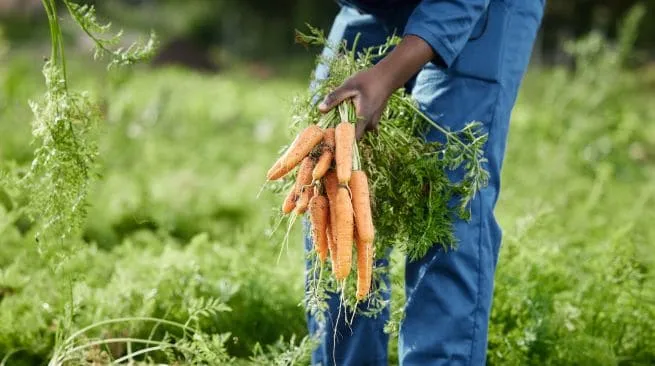 Ciira Agrovet Ltdabout image